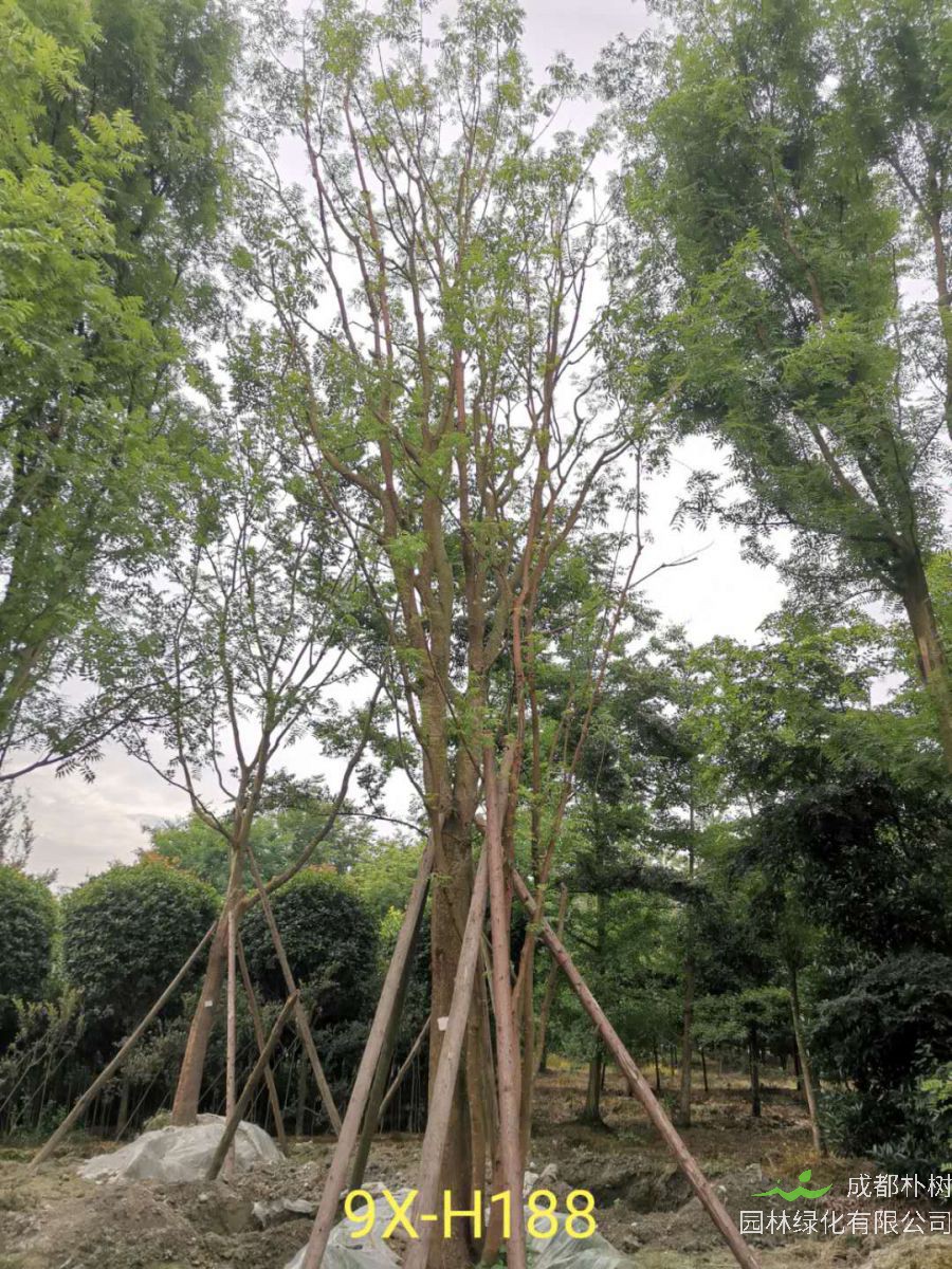 丛生黄连木栽培养护技术是怎么样的？