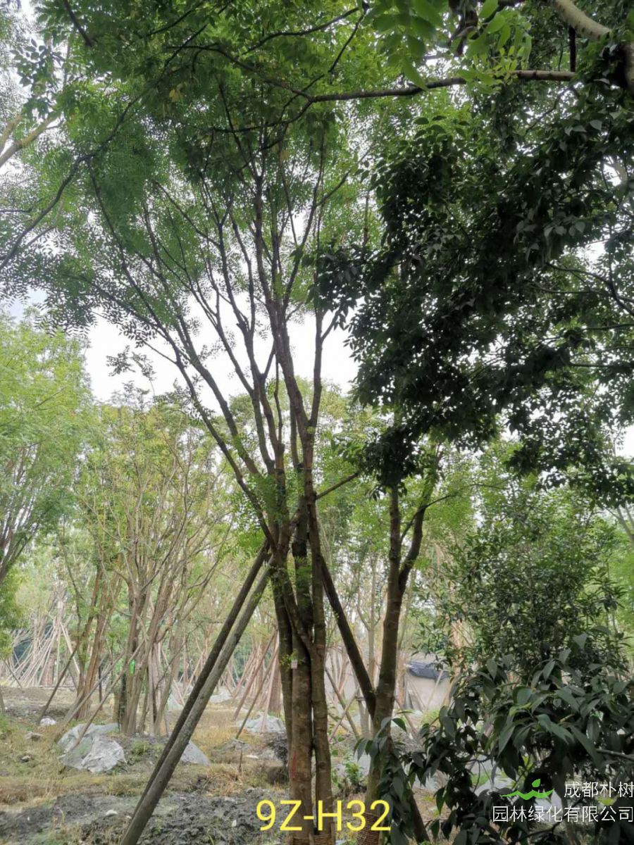 丛生黄连木最喜欢什么肥料？丛生黄连木的特点是什么？