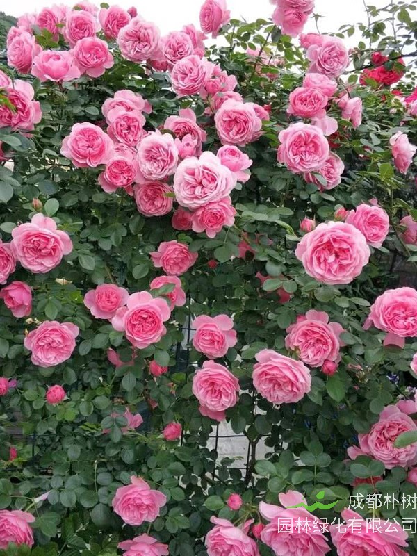 粉色达芬奇月季优缺点有哪些？