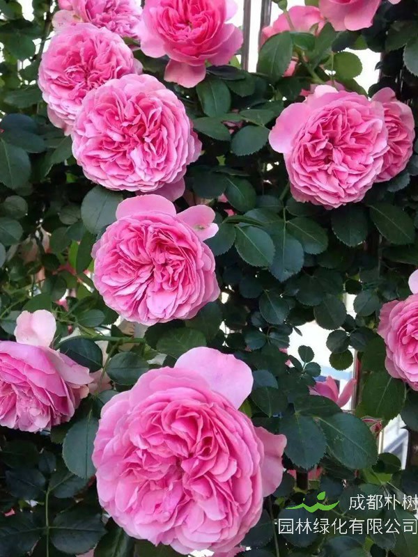 粉色达芬奇月季怎么养护？