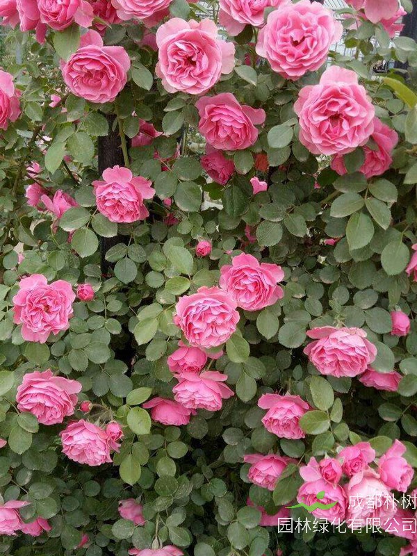 粉色达芬奇月季是藤本还是灌木植物？