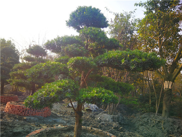 四川省成都市13-14公分罗汉松价格是什么样的？