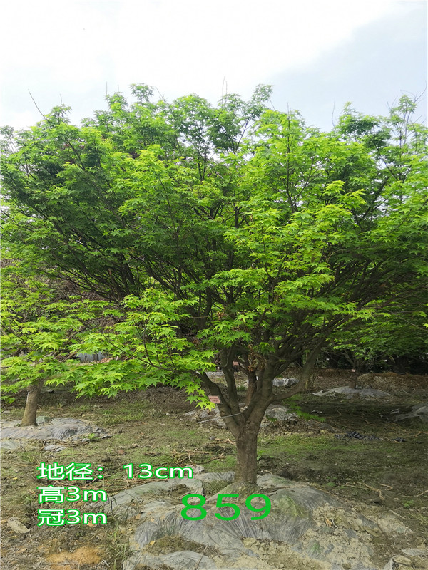 鸡爪槭适合哪里种植？鸡爪槭有哪些病虫害？