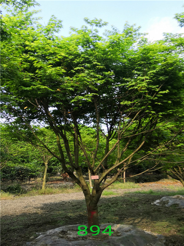 鸡爪槭属于哪个科？鸡爪槭怎么样繁殖？