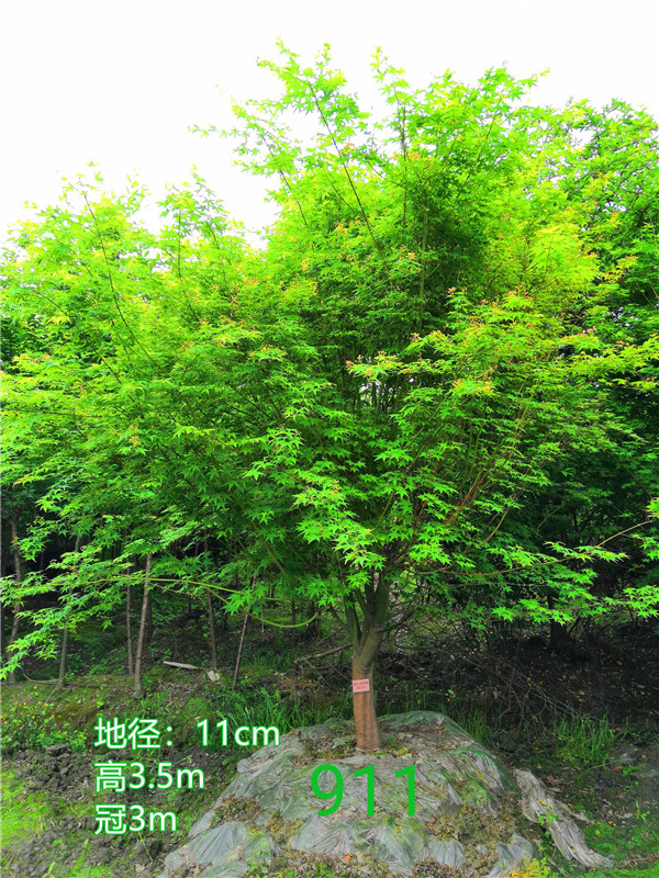 鸡爪槭的叶子如何才会红？鸡爪槭秋季如何播种？