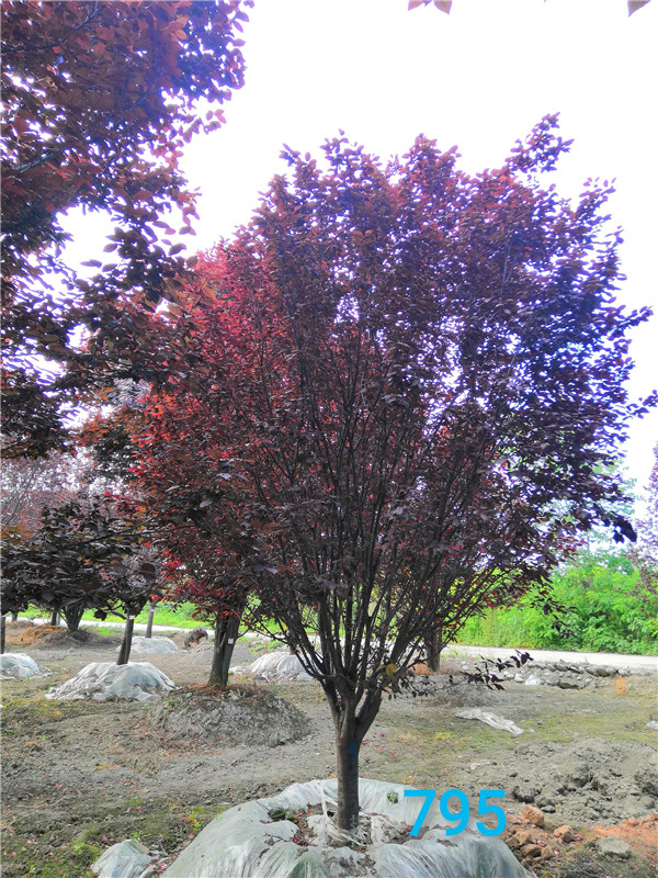 红叶李小苗怎么管理？红叶李怎么育苗？