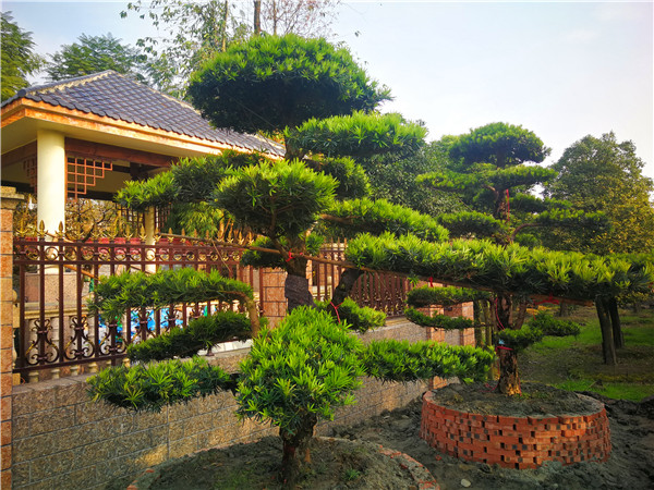 2020年成都市罗汉松价格趋势是怎么样的？