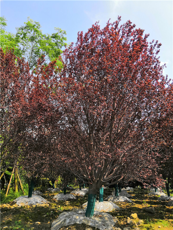 红叶李种子多久出芽？红叶李花期多久？