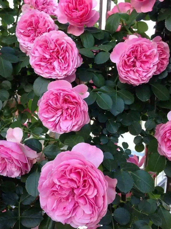 粉色达芬奇月季怎么养护？