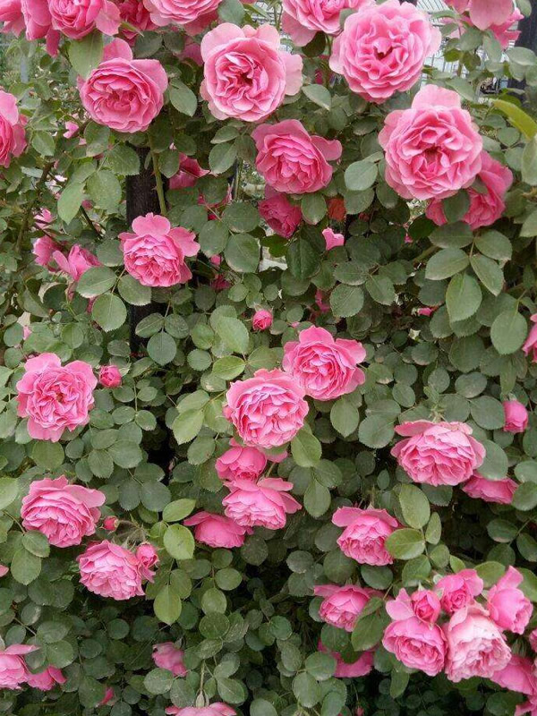 粉色达芬奇月季是藤本还是灌木植物？