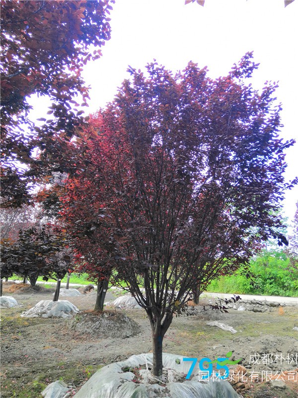 红叶李小苗怎么管理？红叶李怎么育苗？