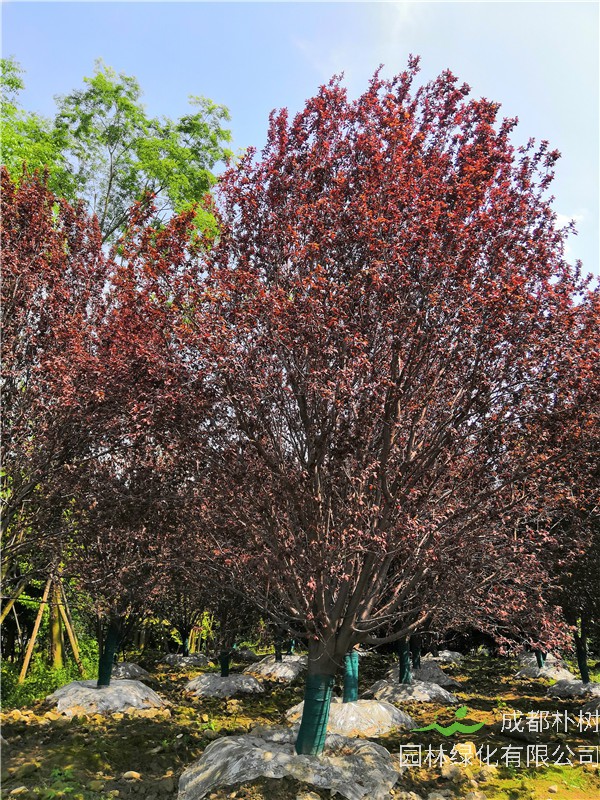 红叶李种子多久出芽？红叶李花期多久？