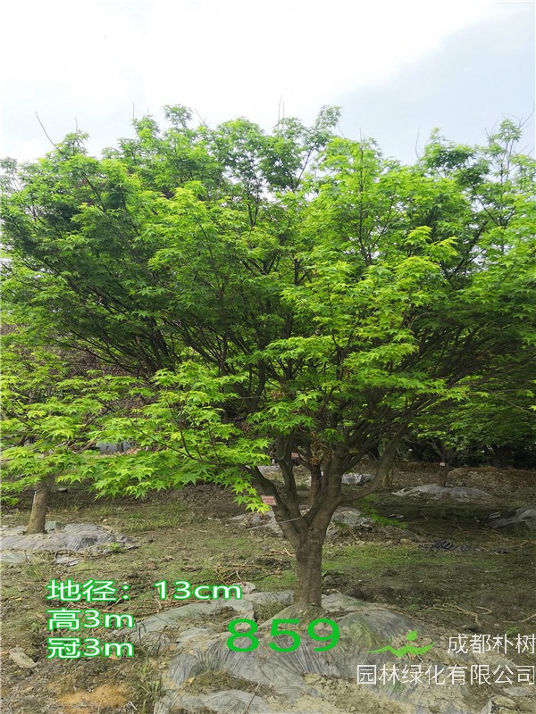 鸡爪槭适合哪里种植？鸡爪槭有哪些病虫害？