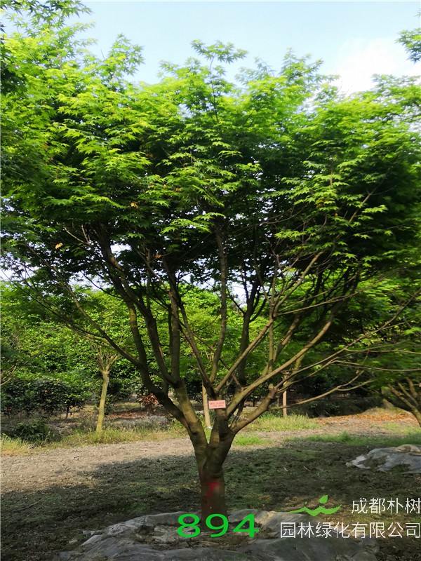 鸡爪槭属于哪个科？鸡爪槭怎么样繁殖？