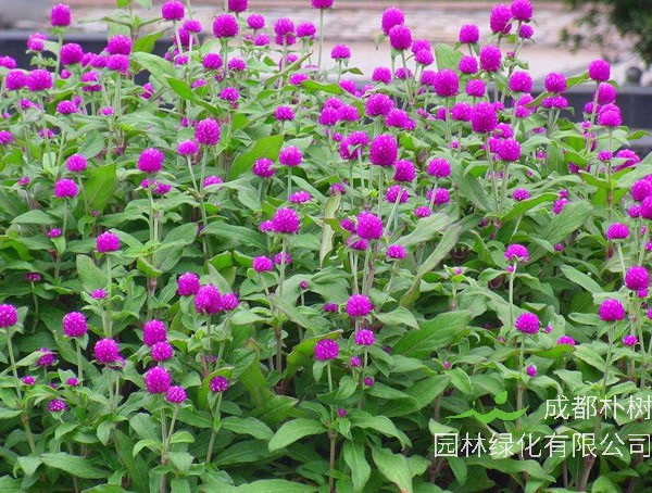 千日红的功效与作用有哪些？