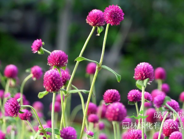 千日红的养殖方法和注意事项有哪些？