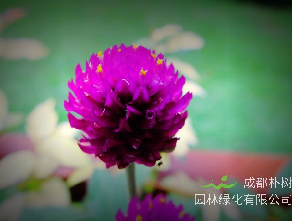 千日红的花语是什么意思？有哪些寓意和象征意义？