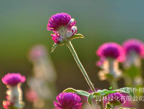 千日红的花期有多久？什么时间开花最好看？