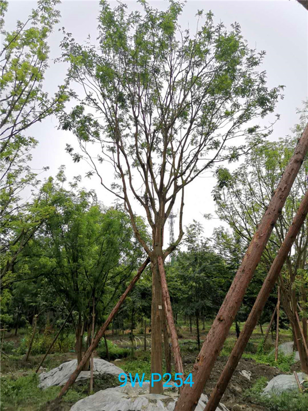 皂角树有哪些品种？皂角树有哪些特点？