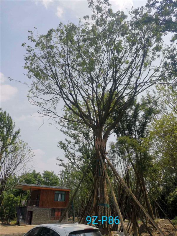 移栽皂角树多久发芽？皂角树多久结果？