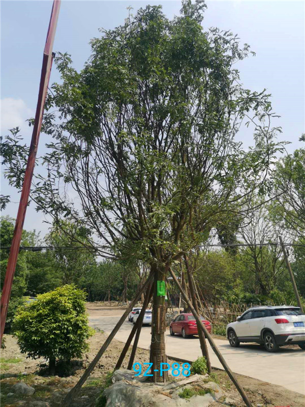 皂角树果子如何用？皂角树如何管理方法？