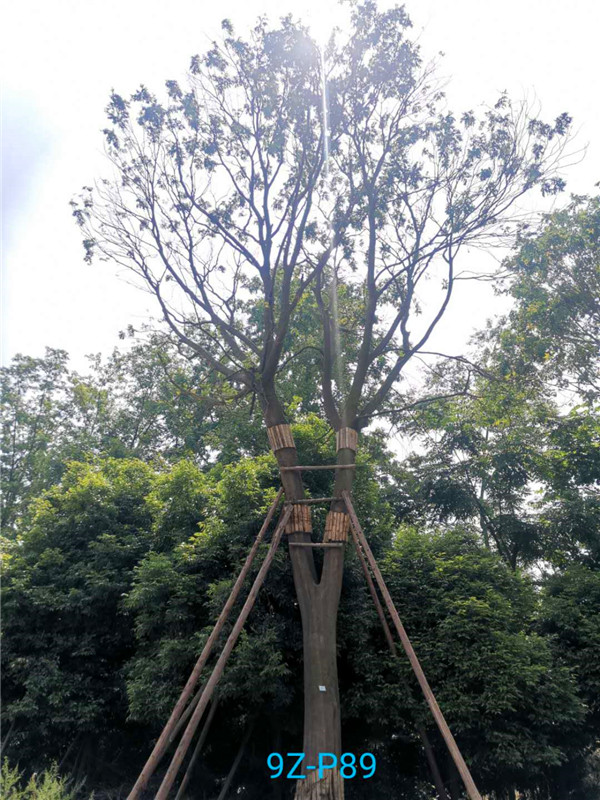 皂角树绿化怎么样？皂角树成活率怎么样？