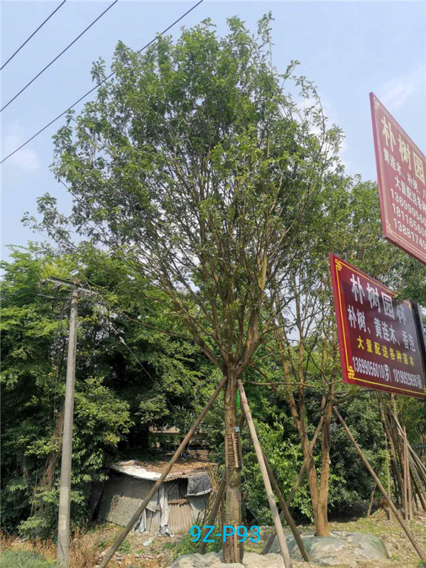 皂角树的刺有什么作用？皂角树施肥什么最好？