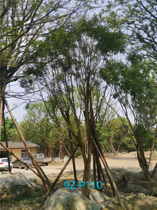 皂角树哪里适合种植？皂角树的生长区域在哪里？