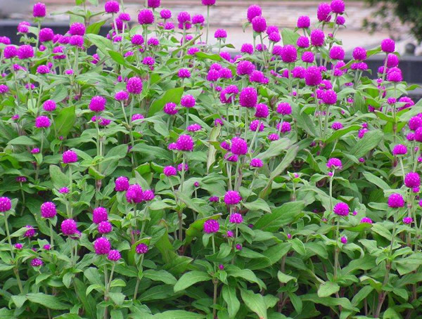 千日红的功效与作用有哪些？