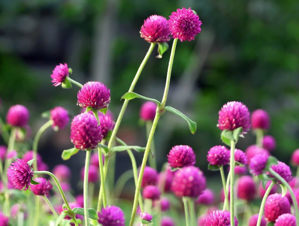 千日红的养殖方法和注意事项有哪些？