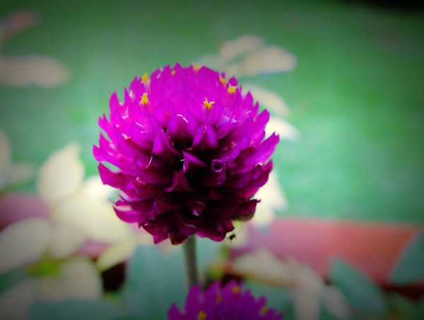 千日红的花语是什么意思？有哪些寓意和象征意义？