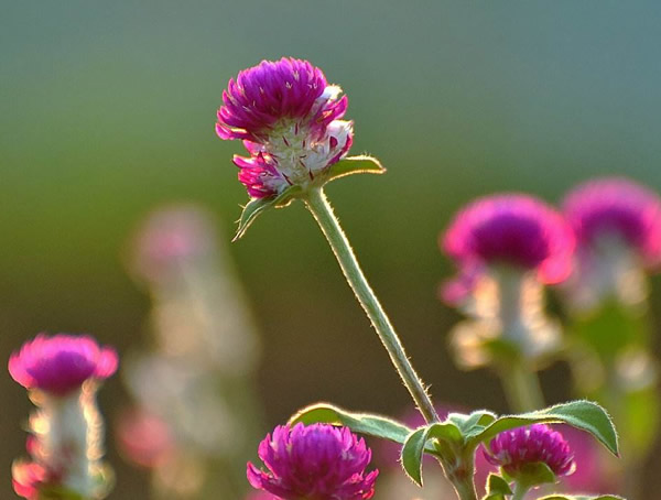 千日红的花期有多久？什么时间开花最好看？