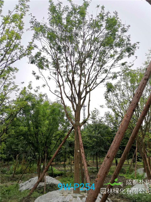 皂角树有哪些品种？皂角树有哪些特点？