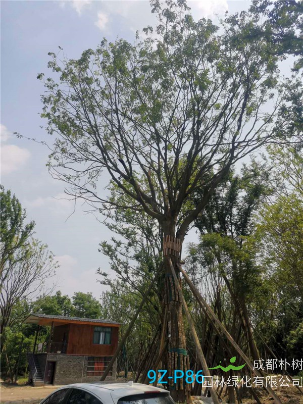 移栽皂角树多久发芽？皂角树多久结果？