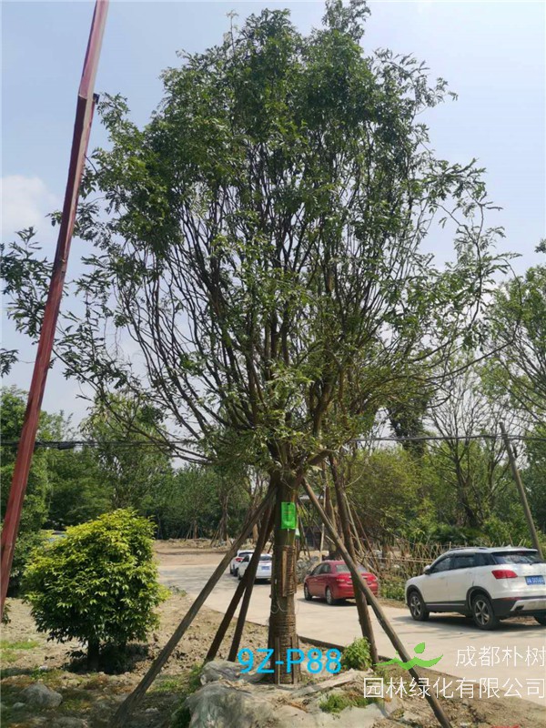 皂角树果子如何用？皂角树如何管理方法？