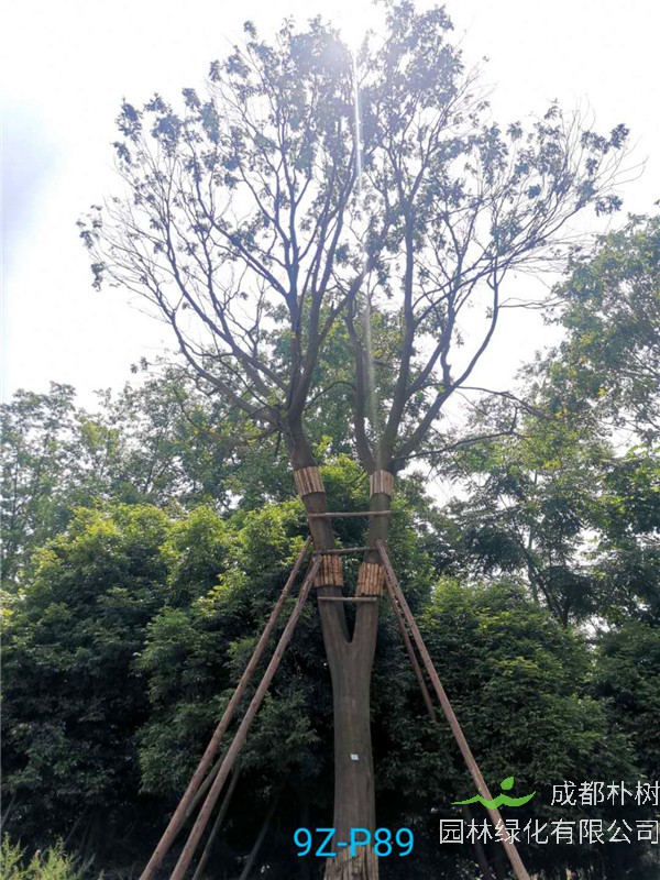 皂角树绿化怎么样？皂角树成活率怎么样？