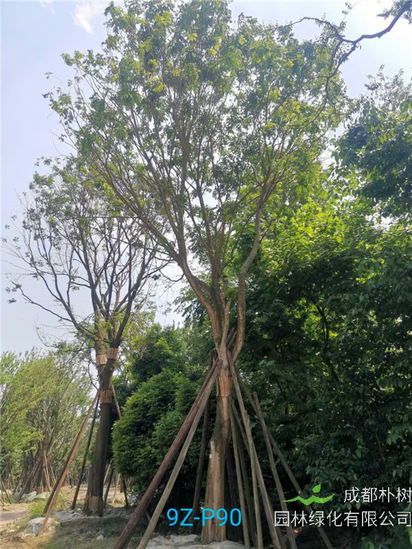 皂角树为什么叶子变黄？皂角树开花不结果为什么？