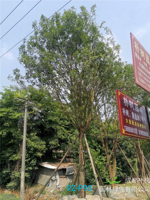 皂角树的刺有什么作用？皂角树施肥什么最好？