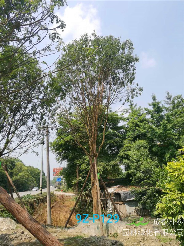 皂角树哪里适合种植？皂角树的生长区域在哪里？