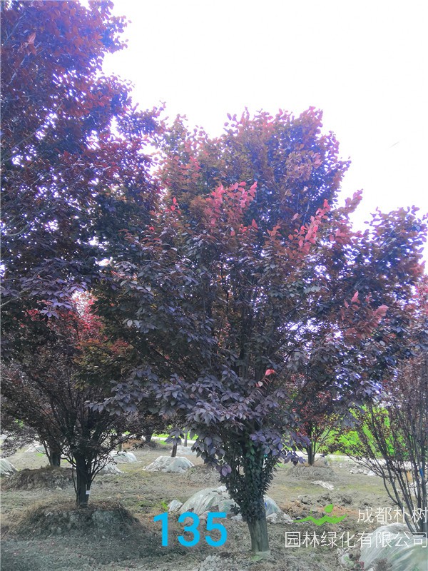 成都红叶李基地在哪里？红叶李怎么样？