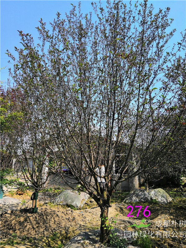 四川-成都市北美海棠基地在哪？北美海棠怎么样？