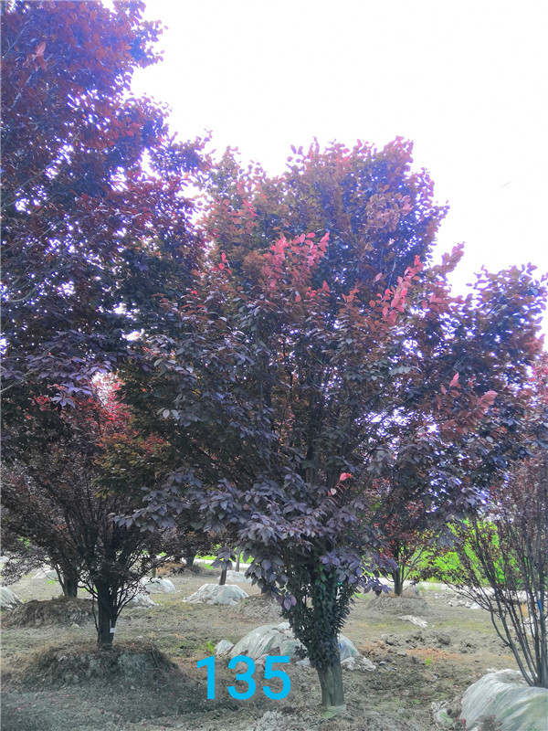 成都红叶李基地在哪里？红叶李怎么样？