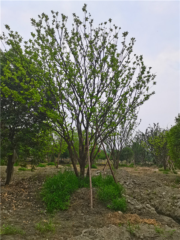 郫县柚子树基地在哪里？柚子树怎么样？