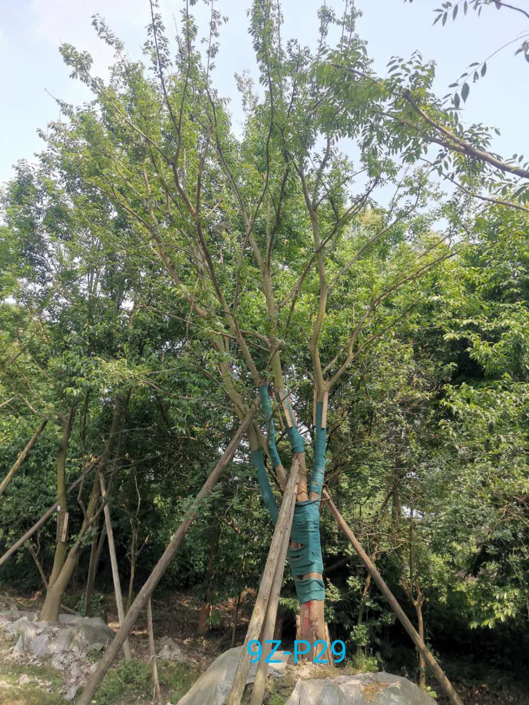 成都市朴树基地在什么地方？朴树怎么样？