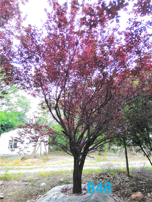 红叶李怎么样？红叶李园林用途是什么？