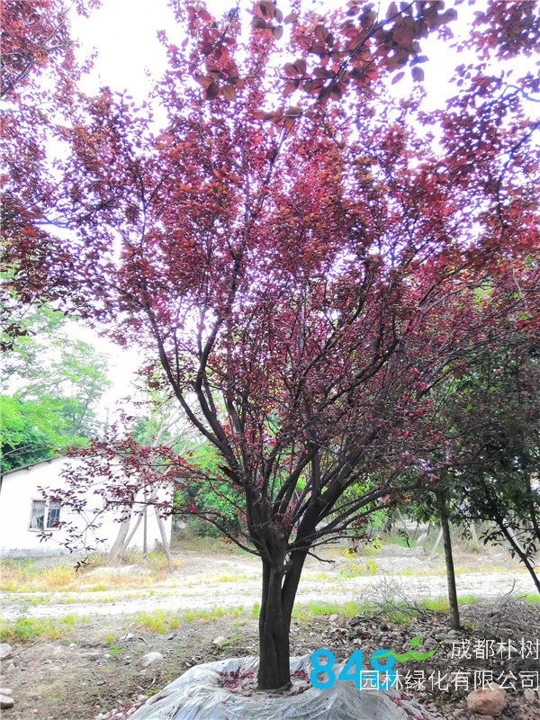 红叶李怎么样？红叶李园林用途是什么？