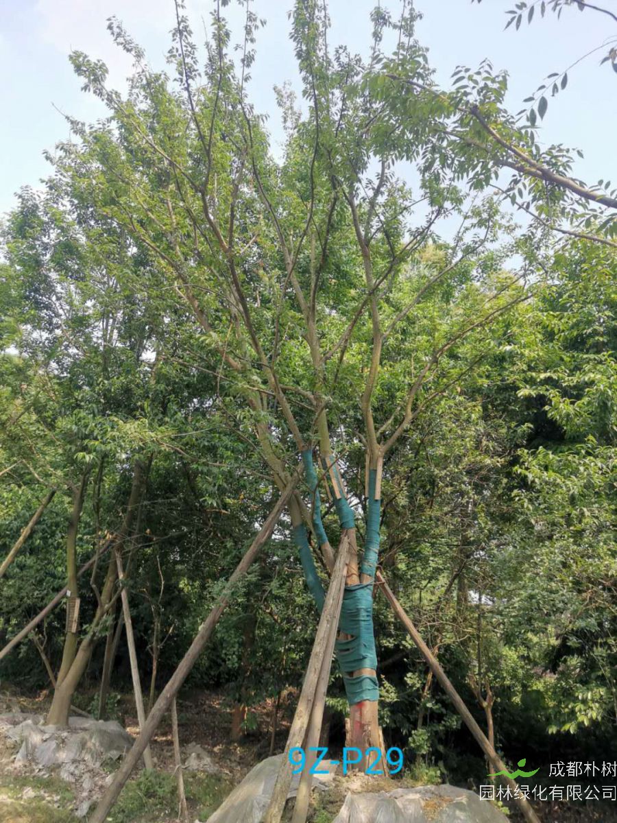 成都市朴树基地在什么地方？朴树怎么样？