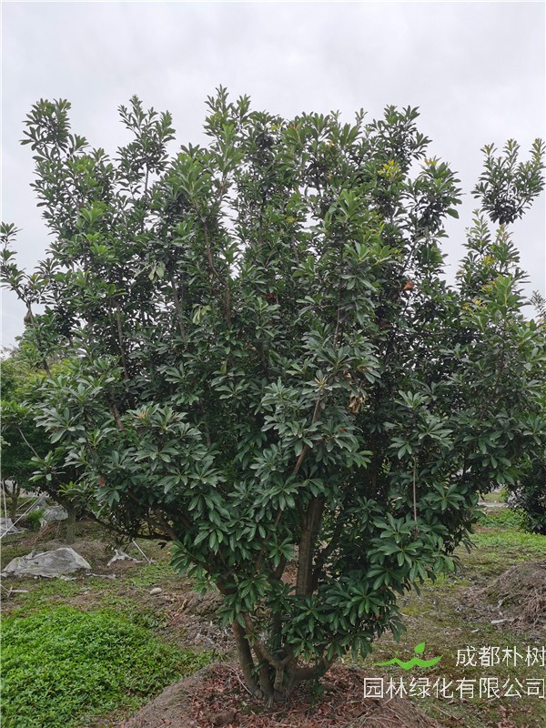 成都市种植杨梅树基地怎么样？杨梅树怎么样？