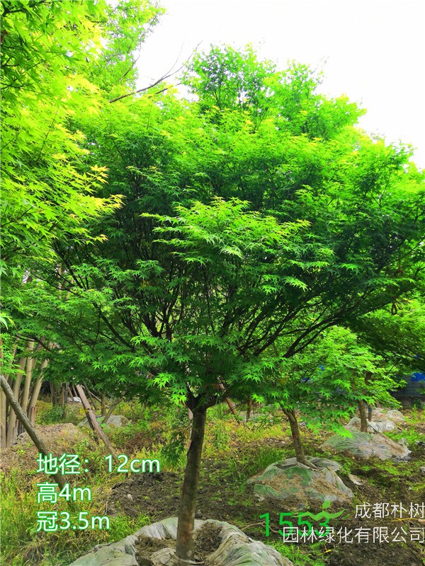 成都市鸡爪槭基地在什么地方？鸡爪槭怎么样？