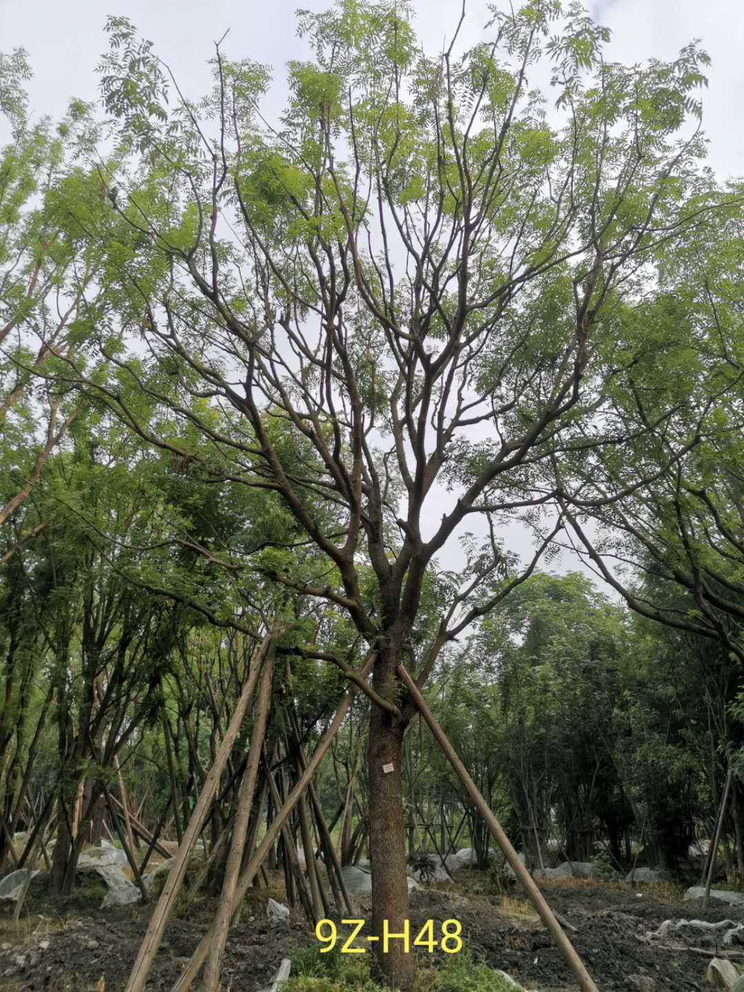 四川省-成都市黄连木基地在什么地方？黄连木怎么样？